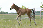 foal