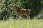 foal