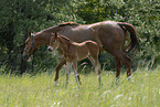 mare with foal