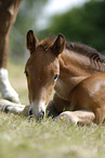 lying foal