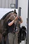 man and belgian warmblood