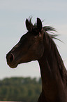 Belgian warmblood portrait