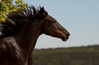 Belgian warmblood portrait