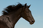 Belgian warmblood portrait