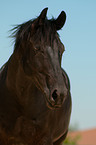 Belgian warmblood portrait