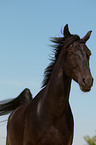 Belgian warmblood portrait