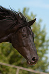 Belgian warmblood portrait