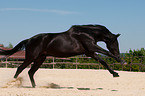 galloping Belgian warmblood