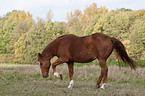 Belgian warmblood