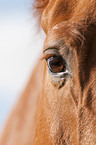 Belgian warmblood eye