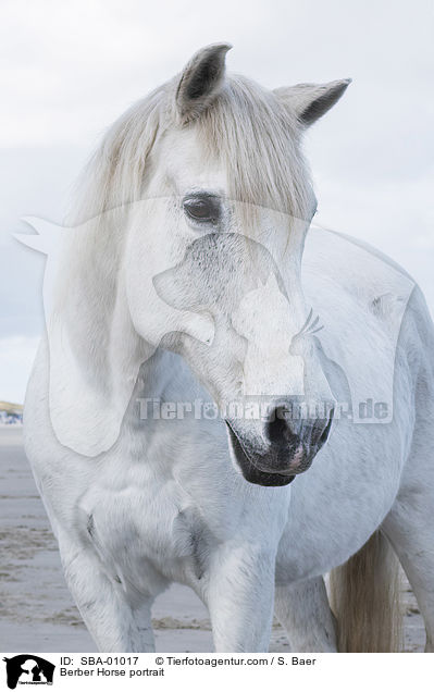 Berber Horse portrait / SBA-01017