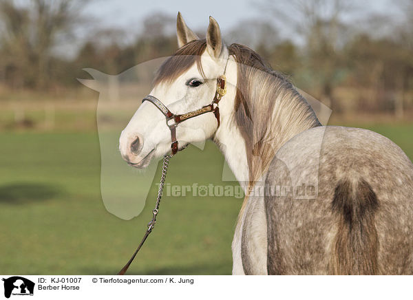 Berber Horse / KJ-01007