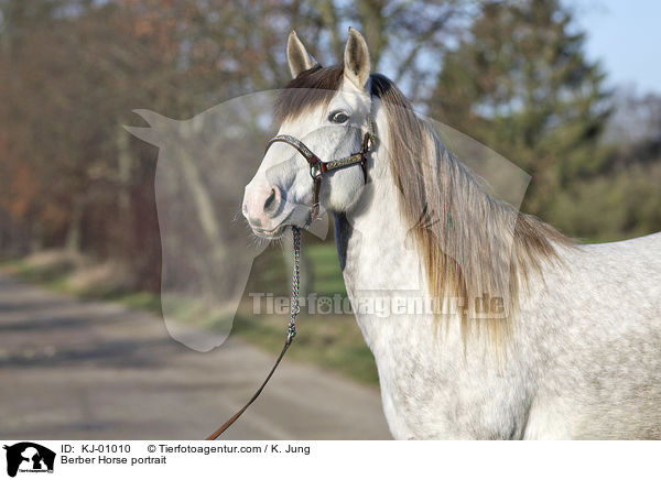 Berber Horse portrait / KJ-01010