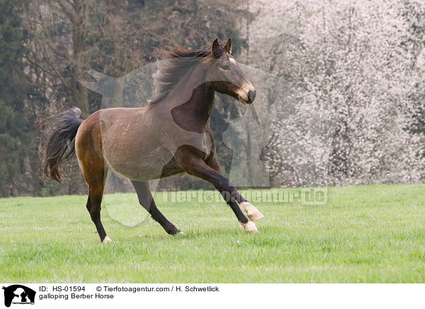 galloping Berber Horse / HS-01594