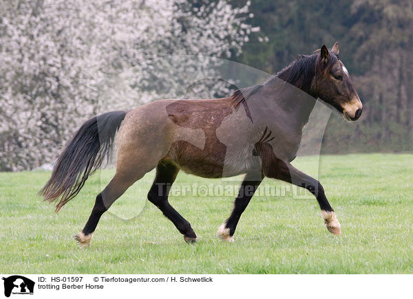 trotting Berber Horse / HS-01597