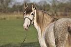 Berber Horse
