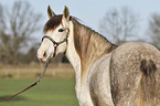 Berber Horse