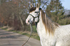 Berber Horse portrait