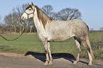 standing Berber Horse