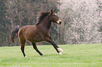 galloping Berber Horse