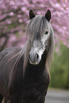 Berber Horse Portrait