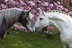 Berber Horses