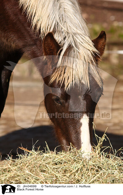 Black Forest Horse / JH-04699