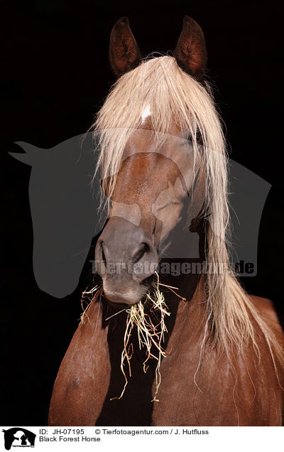 Schwarzwlder Kaltblut / Black Forest Horse / JH-07195