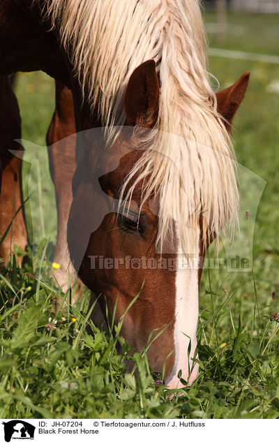Schwarzwlder Kaltblut / Black Forest Horse / JH-07204