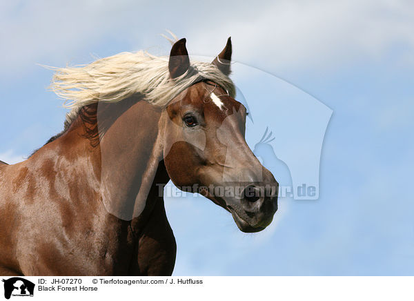 Black Forest Horse / JH-07270