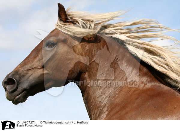 Schwarzwlder Kaltblut / Black Forest Horse / JH-07271