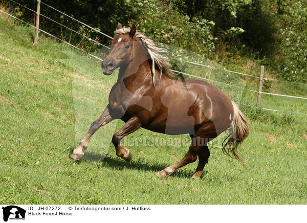 Black Forest Horse / JH-07272