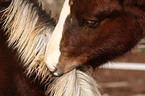 Black Forest Horse