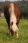 Black Forest Horse