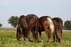 Black Forest Horse