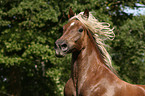 Black Forest Horse