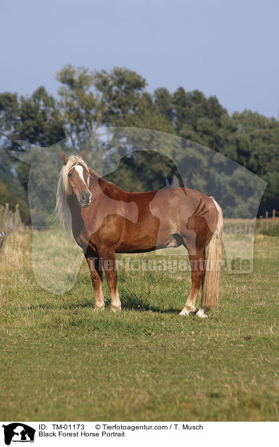 Black Forest Horse Portrait / TM-01173