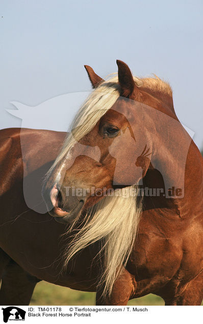 Schwarzwlder Fuchs / Black Forest Horse Portrait / TM-01178