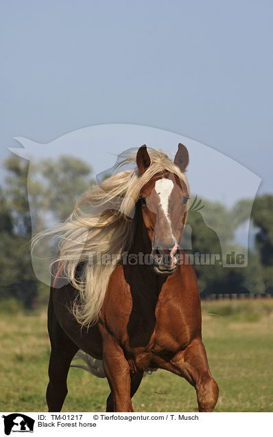 Schwarzwlder Fuchs / Black Forest horse / TM-01217