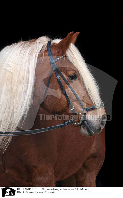 Schwarzwlder Fuchs / Black Forest horse Portrait / TM-01333