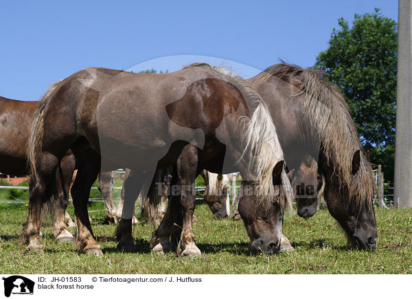 Schwarzwlder Kaltblut / black forest horse / JH-01583