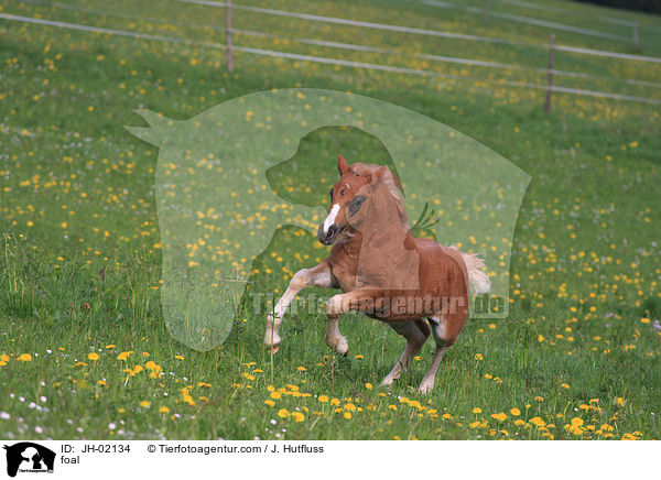 Schwarzwlder Fuchs Fohlen / foal / JH-02134