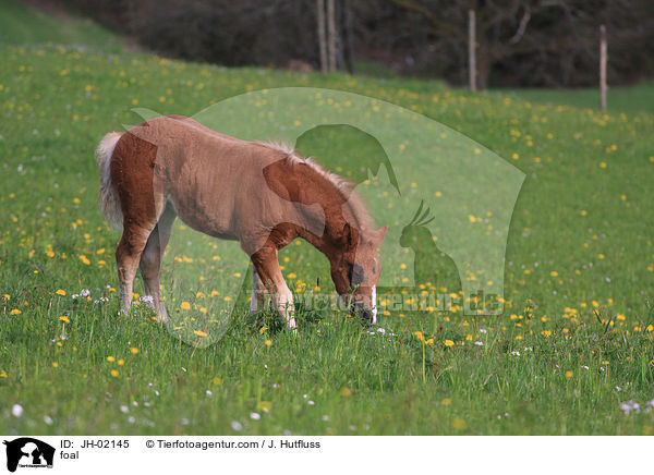 Schwarzwlder Fuchs Fohlen / foal / JH-02145