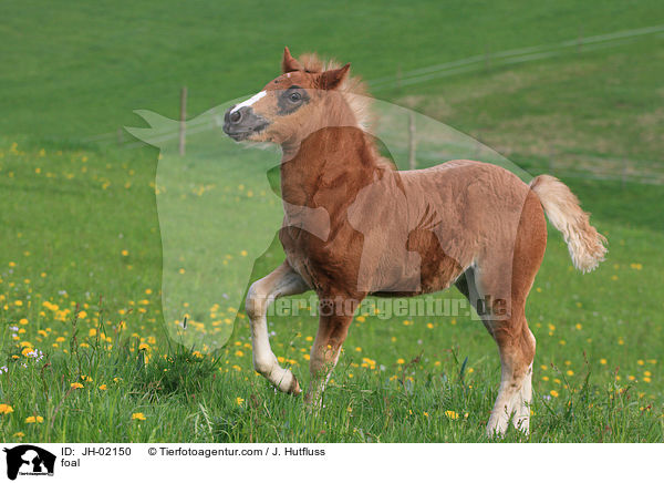 Schwarzwlder Fuchs Fohlen / foal / JH-02150