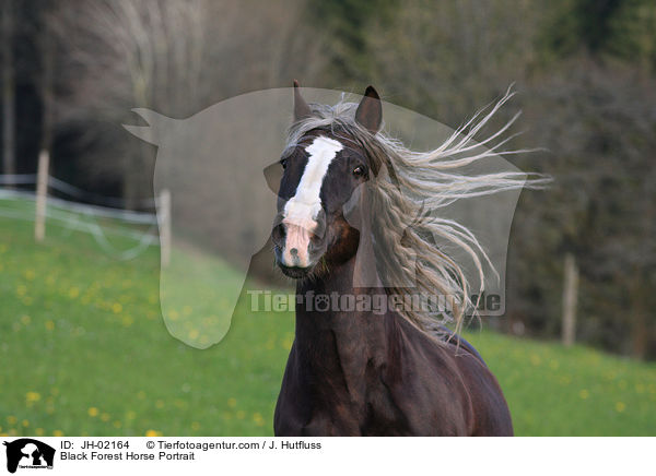 Black Forest Horse Portrait / JH-02164