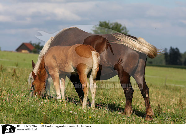 mare with foal / JH-02794