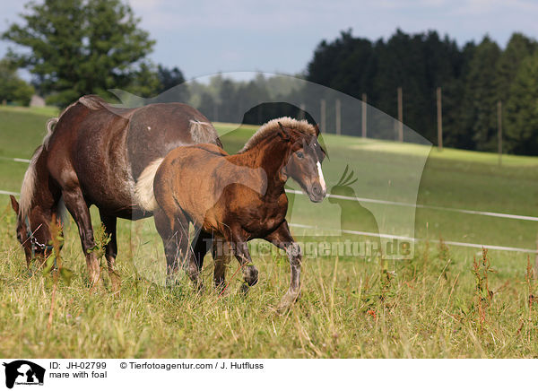 mare with foal / JH-02799