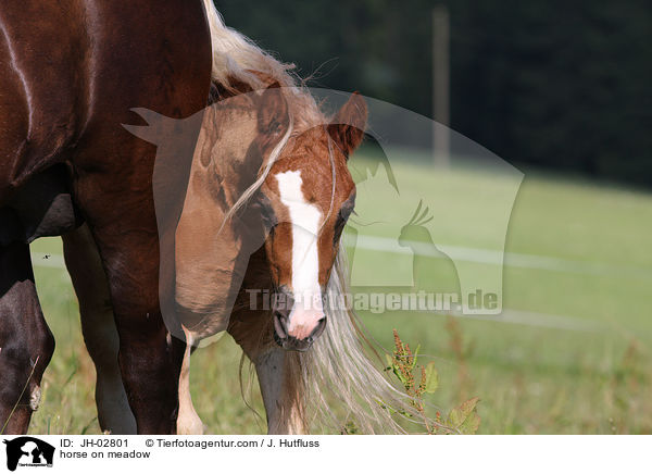 Schwarzwlder Fuchs / horse on meadow / JH-02801
