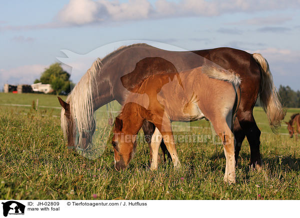 Stute mit Fohlen / mare with foal / JH-02809