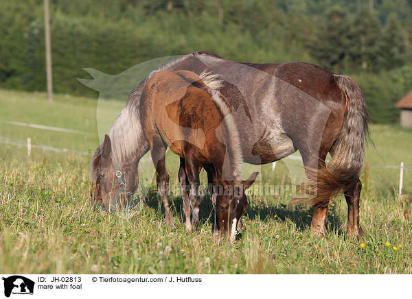 Stute mit Fohlen / mare with foal / JH-02813
